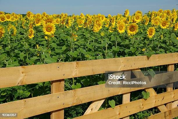 Foto de Jardim De Girassol e mais fotos de stock de Girassol - Girassol, Kansas, Amarelo