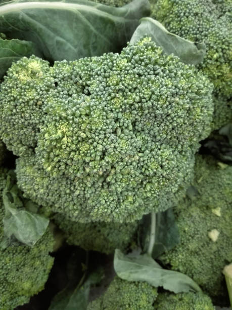 istock Fresh colorful broccoli, closeup 923613618