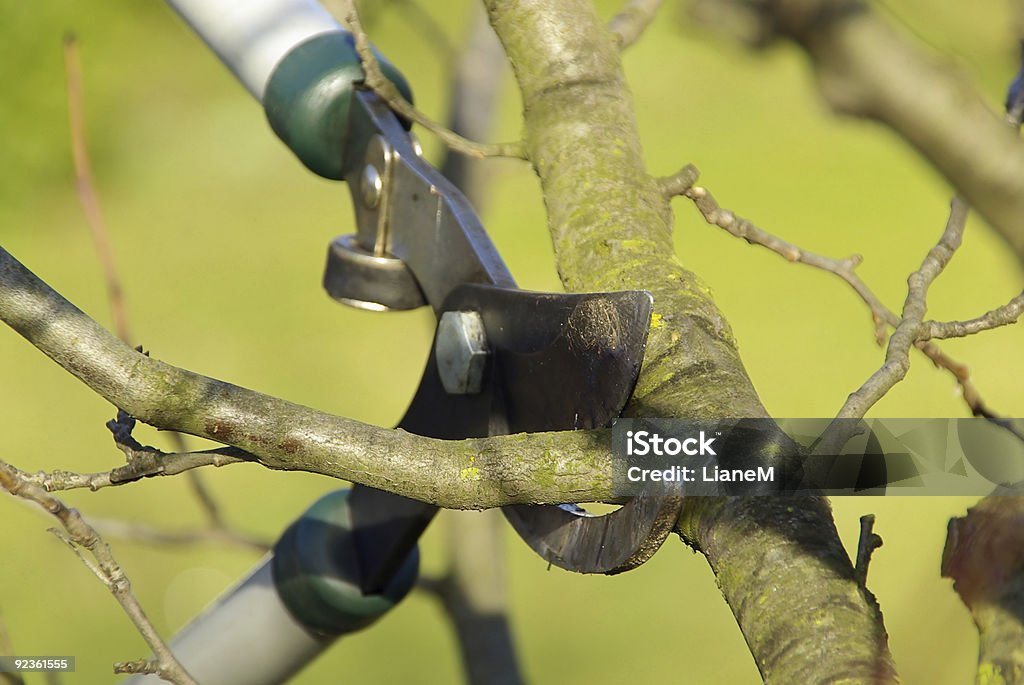 tree cutting  Branch - Plant Part Stock Photo
