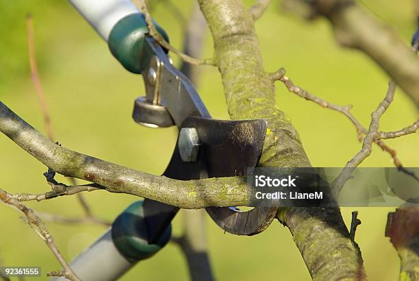 Tree Cutting Stock Photo - Download Image Now - Branch - Plant Part, Color Image, Cutting