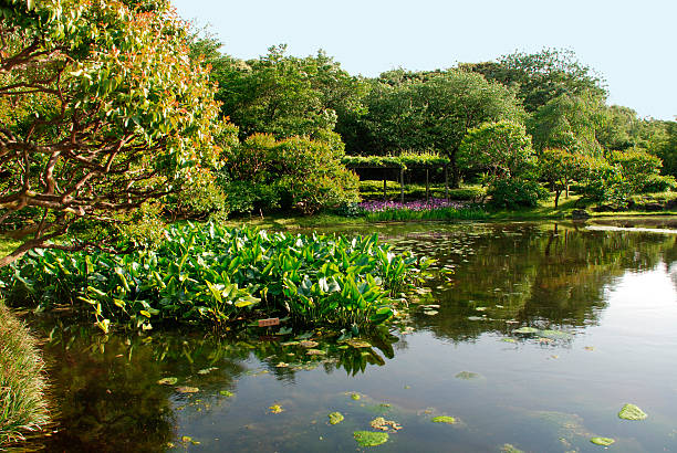 istock Lotus Leaves in Imperial Palace Gardens 92361683