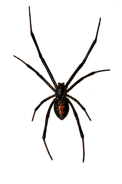 istock Black Widow Spider Isolated over White Background hanging from w 92361732