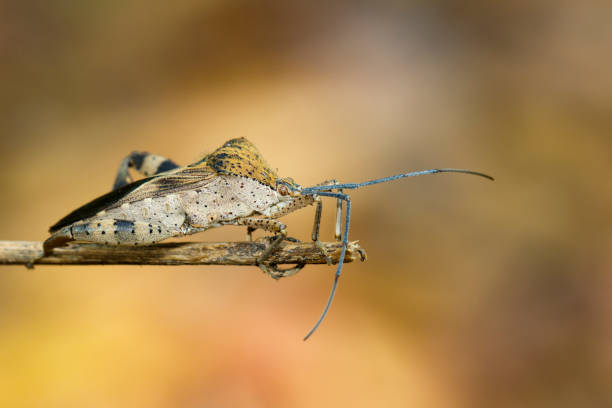 istock Image of Groundnut Bug, Acanthocoris sordidus (Coreidae) on branch on natural background. Insect. Animal. 923618206