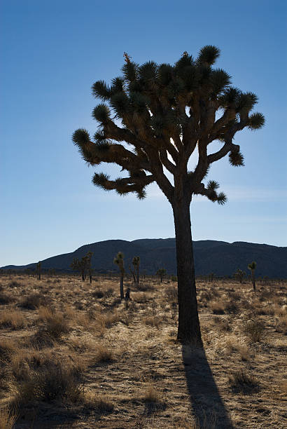 Joshua Tree, en Californie - Photo