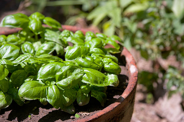 istock Fresh Green Basil in an Old Terracotta Pot 92361906