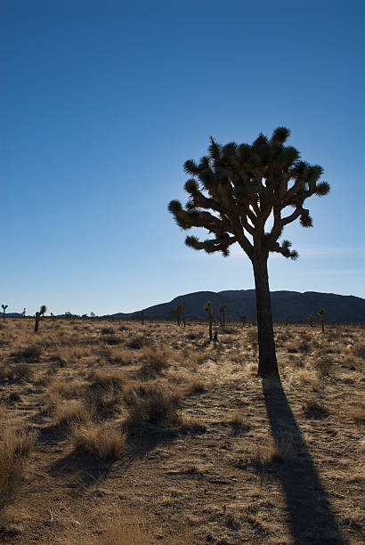 Joshua Tree, en Californie - Photo