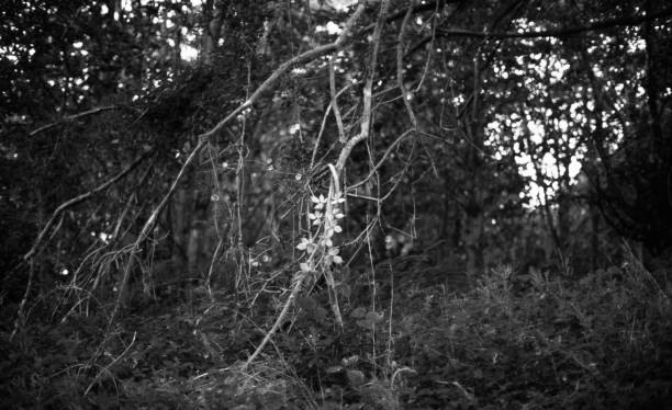 istock tree branch in the forest, black and white 923622164