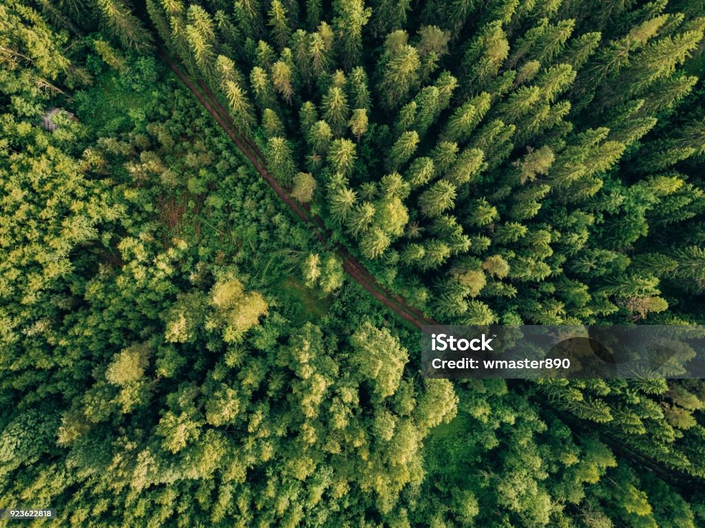 Aerial top view of summer green trees and road in forest in rural Finland. Aerial top view of summer green trees and road in forest in rural Finland. Drone photography Forest Stock Photo