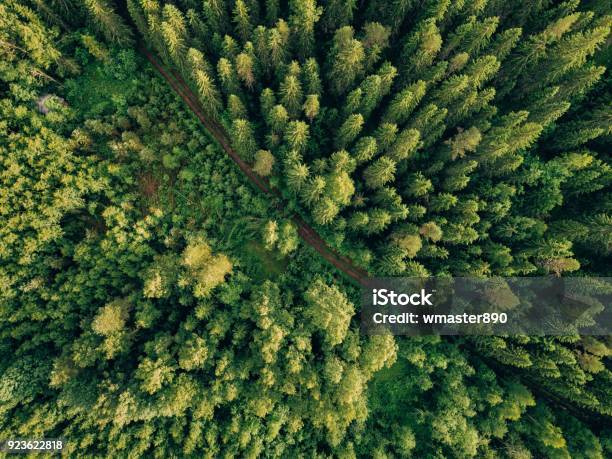 Aerial Top View Of Summer Green Trees And Road In Forest In Rural Finland Stock Photo - Download Image Now