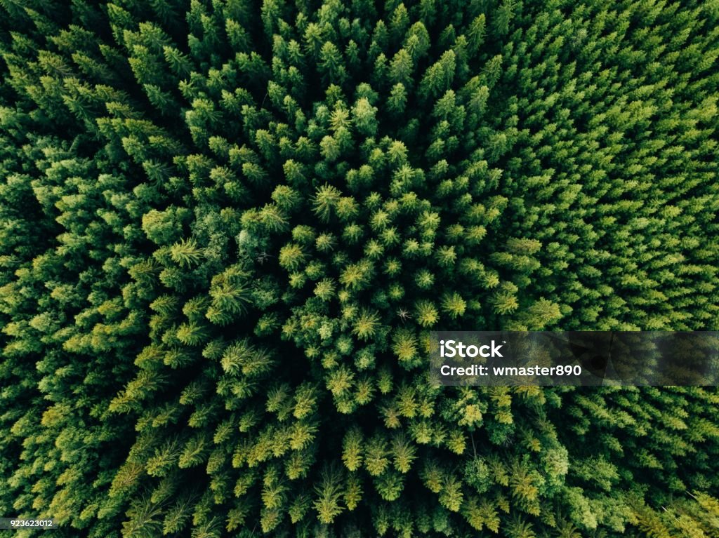 Vista aerea dall'alto degli alberi verdi estivi nella foresta nella Finlandia rurale. - Foto stock royalty-free di Foresta