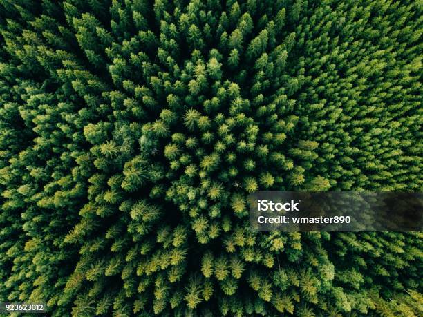 Aerial Top View Of Summer Green Trees In Forest In Rural Finland Stock Photo - Download Image Now