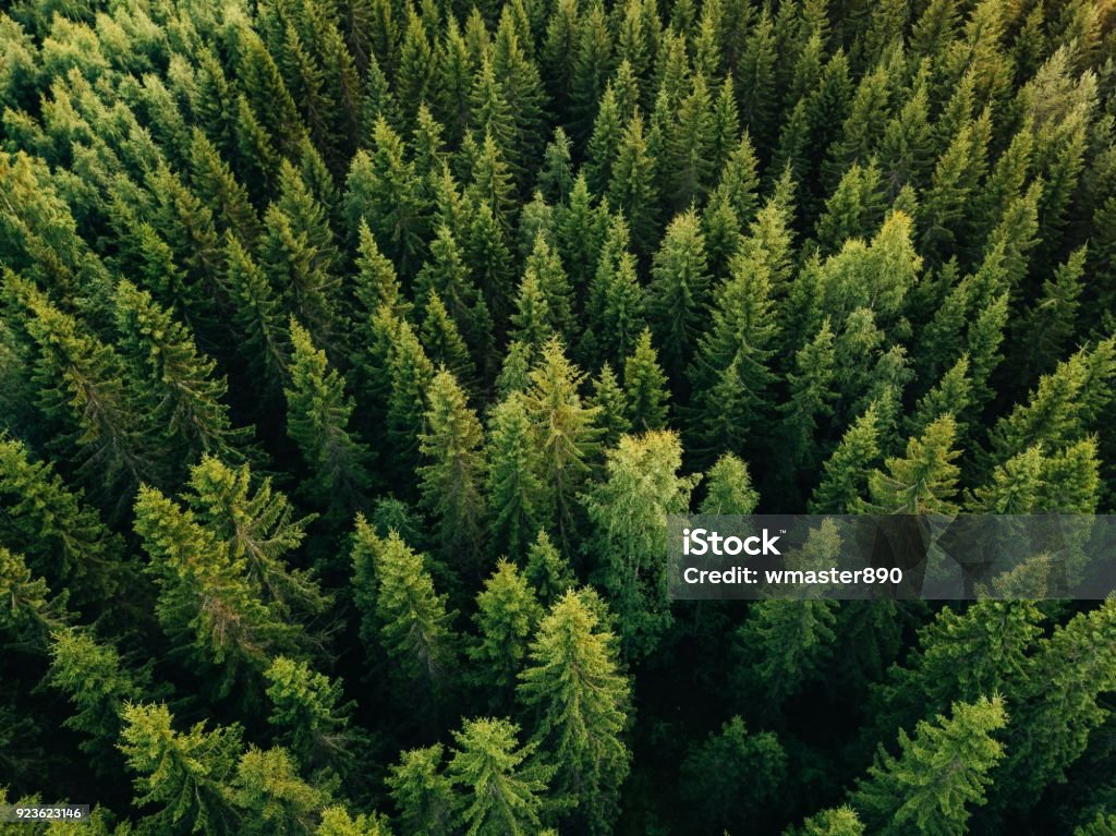 Aerial top view of summer green trees in forest in rural Finland. Aerial top view of summer green trees in forest in rural Finland. Drone photography Forest Stock Photo