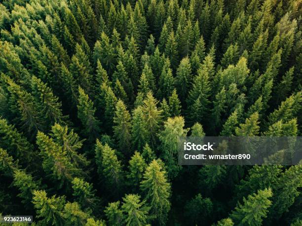 Aerial Top View Of Summer Green Trees In Forest In Rural Finland Stock Photo - Download Image Now