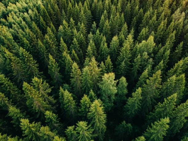 вид с высоты воздуха на летние зеленые деревья в лесу в сельской финляндии. - forest стоковые фото и изображения