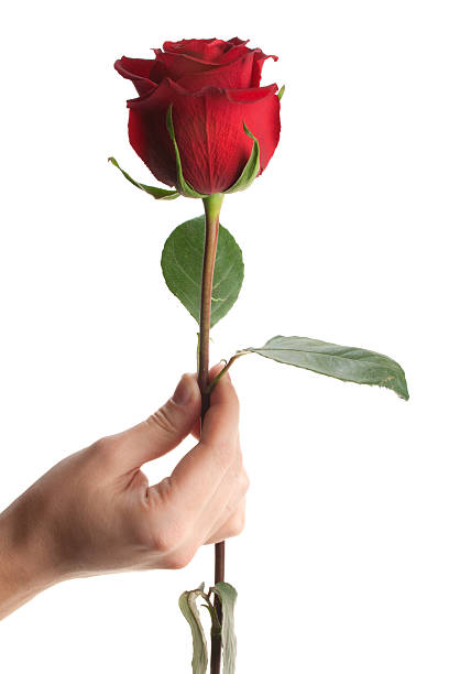 istock Hand giving or holding rose, isolated 92362325
