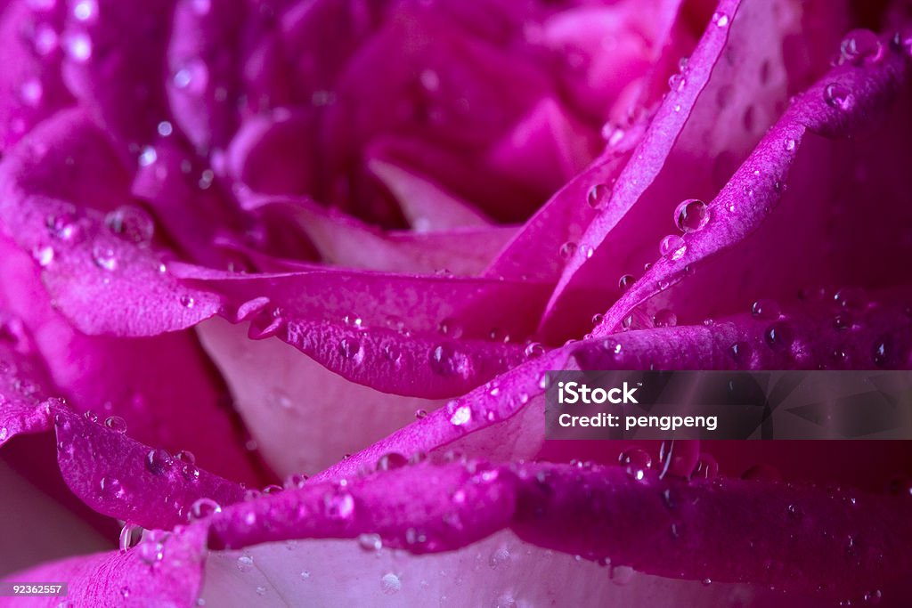 Perlen auf dem rose petal - Lizenzfrei Blume Stock-Foto