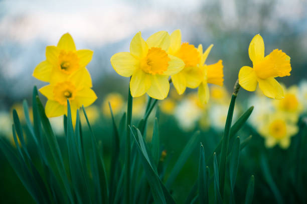 Daffodils field Daffodils field double flower stock pictures, royalty-free photos & images