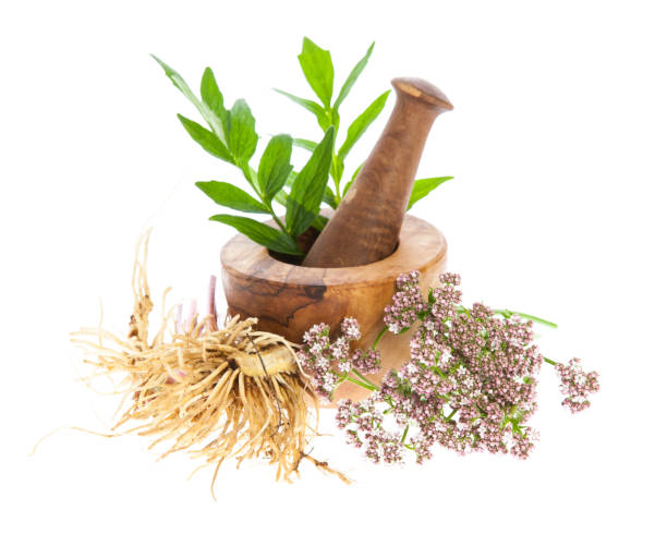 발레 (장 officinalis)-뿌리 줄기, 꽃과 흰색 바탕에 박격포와 잎 - alternative medicine mortar and pestle herbal medicine herb 뉴스 사진 이미지