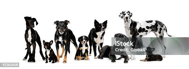 Grupo De Perros Foto de stock y más banco de imágenes de Border Collie - Border Collie, Fondo blanco, Grupo grande de animales