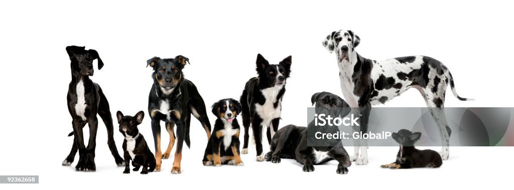 Groupe de chiens - Photo de Border Collie libre de droits