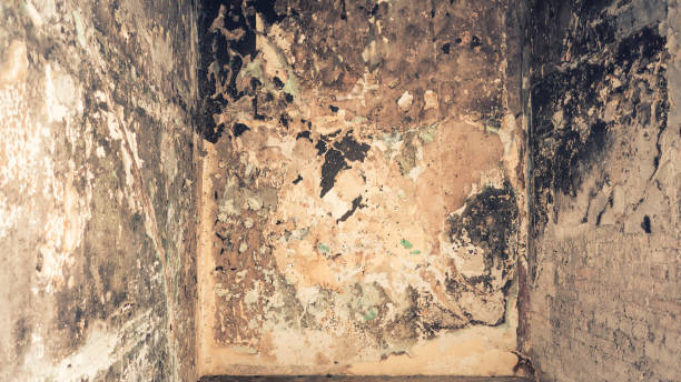 istock Damaged dirty faded interior wall background 923626590
