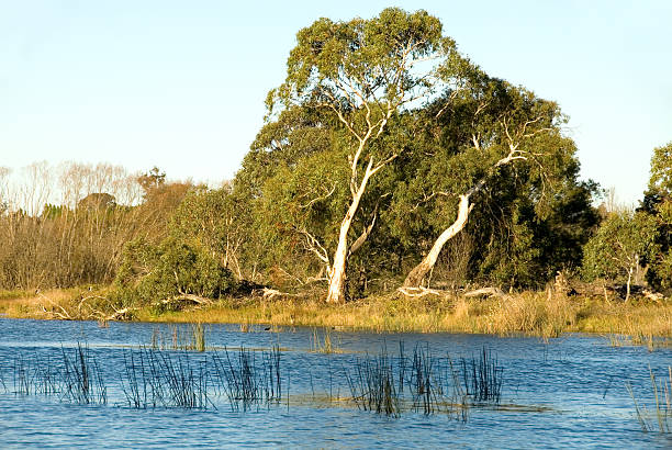 istock Late Afternoon on the Wingecarribee River 92362709