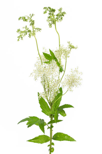 healing plants: meadowsweet (filipendula ulmaria) blossom and leafes on white background - leafes imagens e fotografias de stock