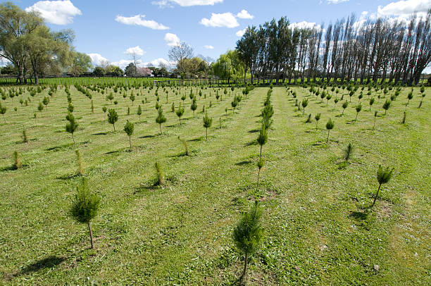 rangée d'arbres en petit comité - photography cloud plantation plant photos et images de collection