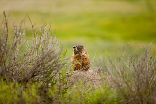 A cute prairie dog is peeking out from their burrow