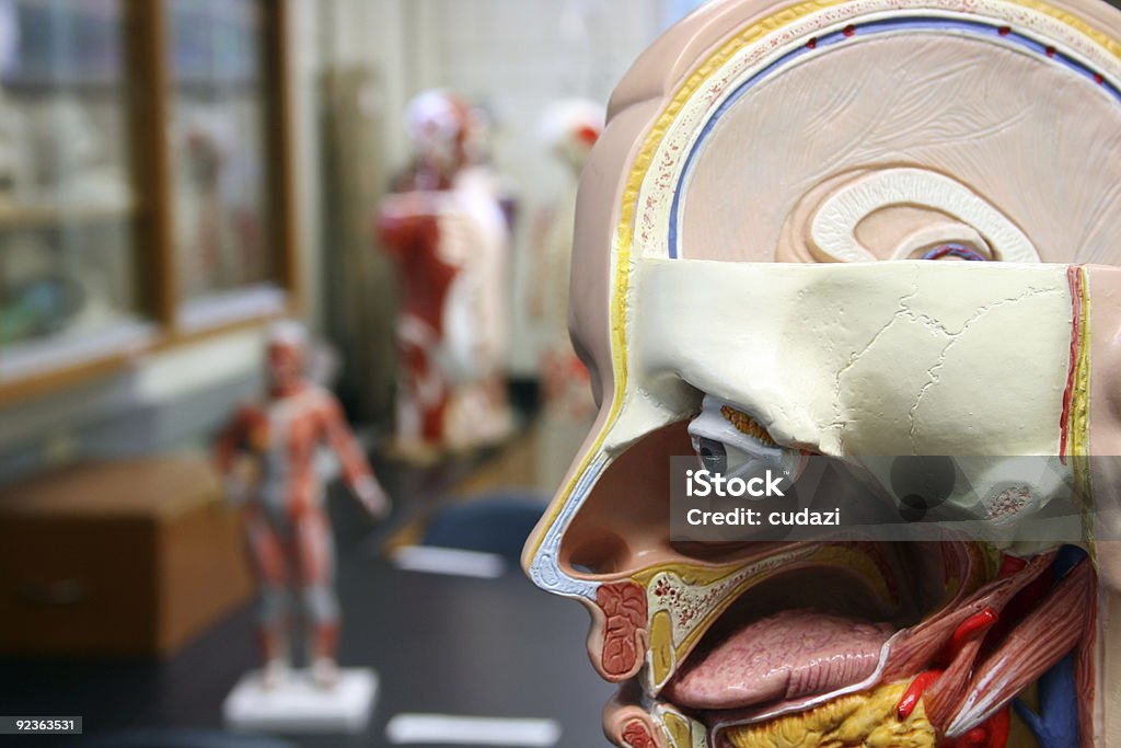 人体解剖モデル - 人体構造のロイヤリティフリーストックフォト