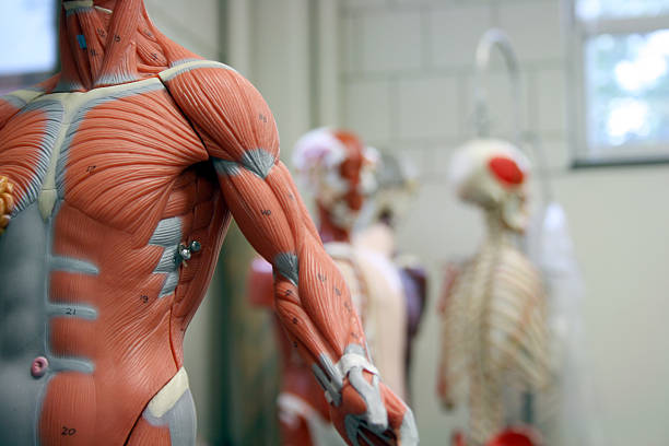 human arm and torso of an anatomical model - ribbenkast-fotos stockfoto's en -beelden
