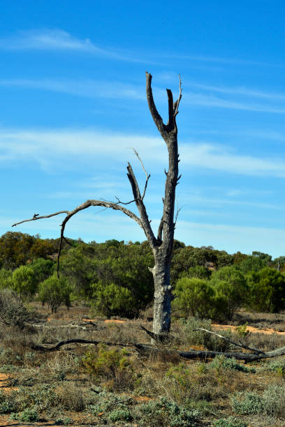 istock Australia, NSW, Mungo National Park 923635568