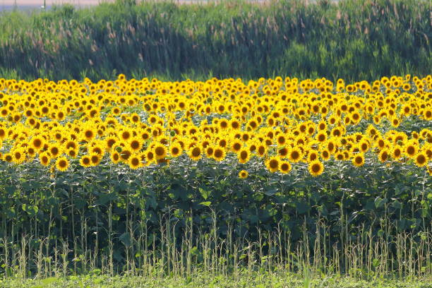 istock Field of sunflowers against backlight 923635574