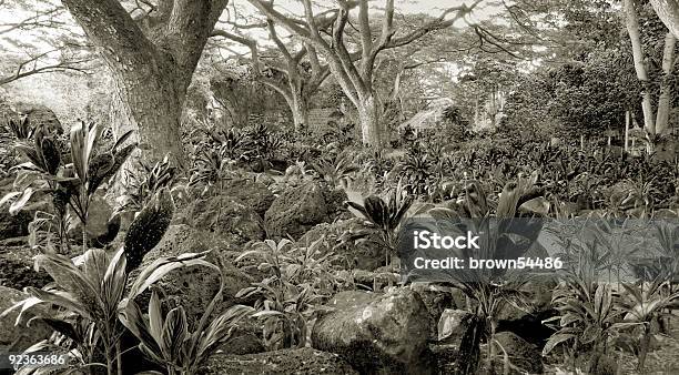 Wilgotny Las Równikowy I Kauhaletraditional Hawaiian Życia Sit - zdjęcia stockowe i więcej obrazów Ogród warzywny