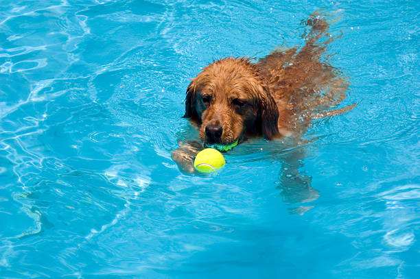 istock Golden Retriever Swimming 92363695