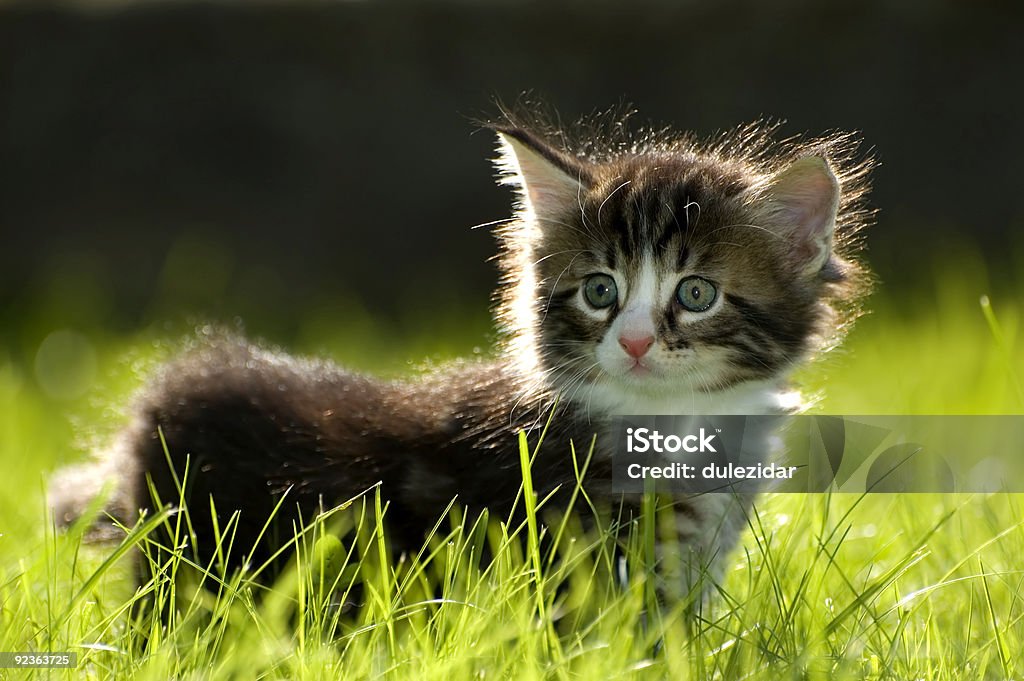 Katzenjunges - Lizenzfrei Domestizierte Tiere Stock-Foto