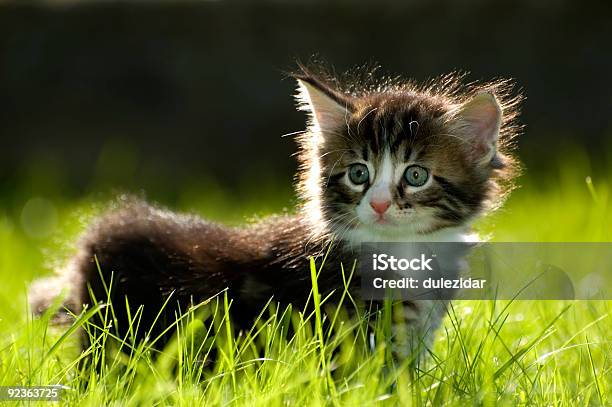 Katzenjunges Stockfoto und mehr Bilder von Domestizierte Tiere - Domestizierte Tiere, Farbbild, Fotografie