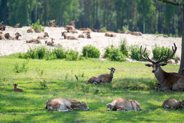 Deers and Other Animals Getting Rest in Shadows stock photo