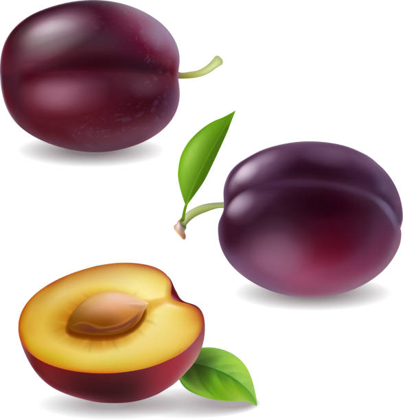 Realistic vector plum collection. Plums 3d icons isolated Realistic vector plum collection. Plums 3d icons isolated. plum red white purple stock illustrations