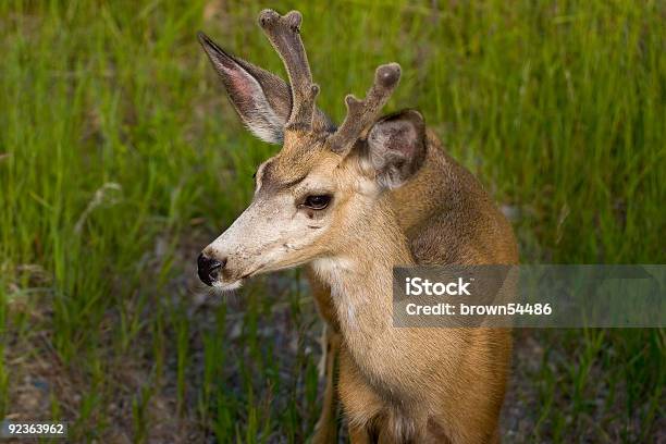 Deer Glacier National Park Stockfoto und mehr Bilder von Abenddämmerung - Abenddämmerung, Braun, Dreiviertelansicht