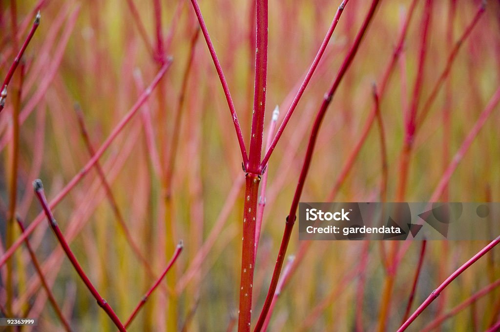 Cornus stems - Dogwood  Dogwood Stock Photo