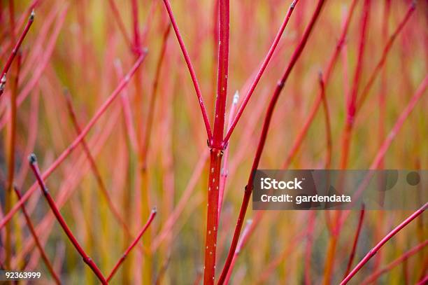 Cornus Stems Dogwood Stock Photo - Download Image Now - Dogwood, Alba - Italy, Red