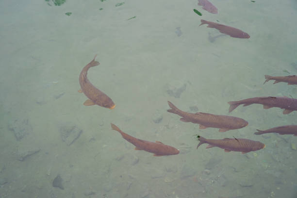 istock Fresh fishs in the market 923641670