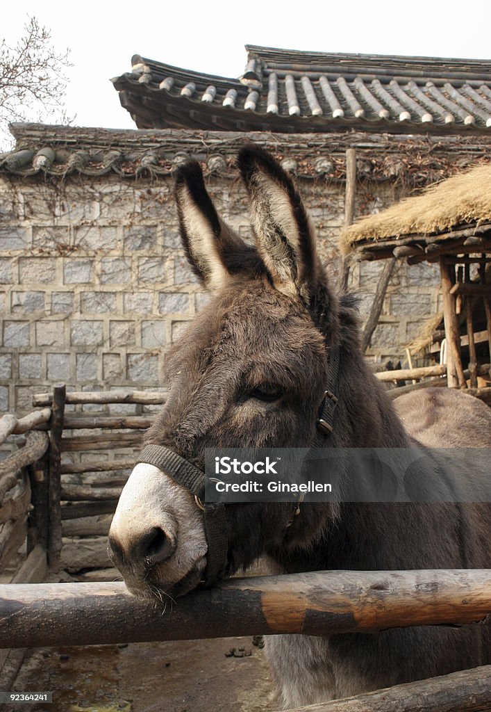 Little Burro - Royalty-free Agricultura Foto de stock