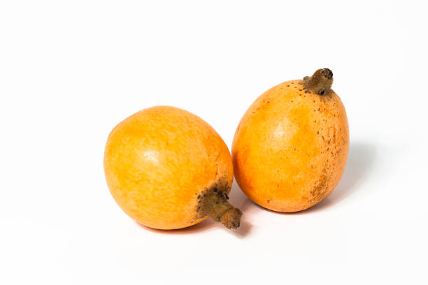 loquat stock photo