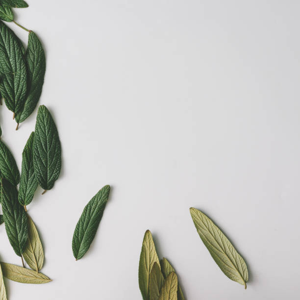 istock Creative layout made of green leaves. Flat lay. Nature spring concept. 923644846