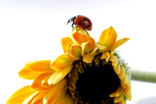 coccinelle sur une fleur jaune landing - ladybug moving up single flower close to photos et images de collection