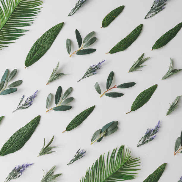 istock Creative pattern made of green leaves and violet flowers. Flat lay. Nature spring concept. 923645208