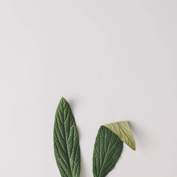 istock Bunny rabbit ears made of natural green leaves on bright background. Easter minimal concept. Flat lay. 923645934