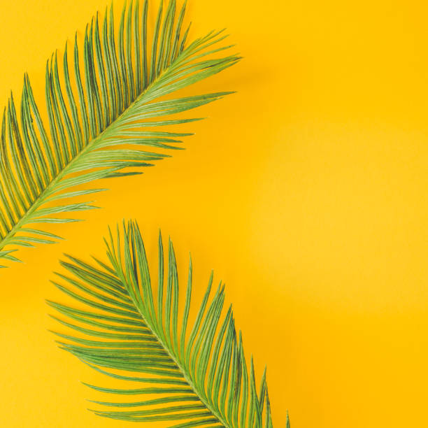 istock Green tropical palm leaves on bright yellow background. Minimal summer concept. Creative flat lay. 923646076